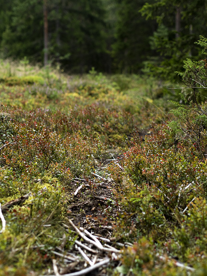 Metsäterapiaa